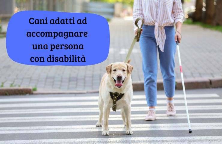 Cani che aiutano persone con disabilità