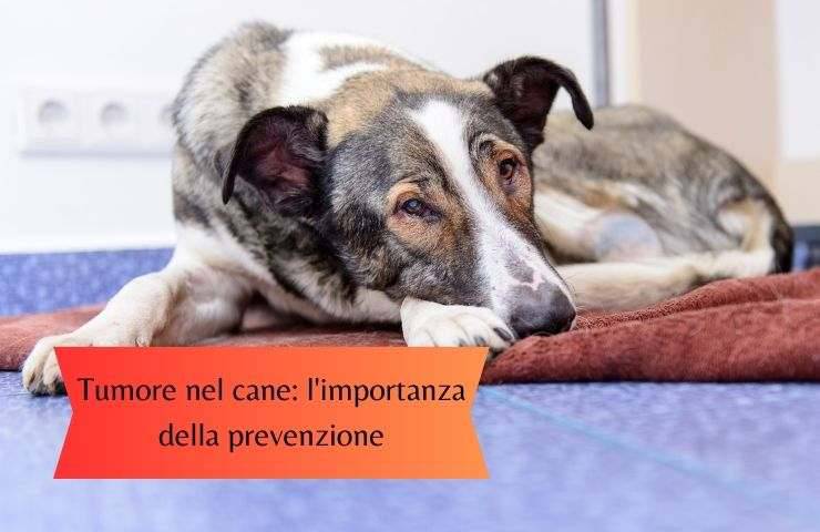 Cancer en perros la prevencion puede sal 2