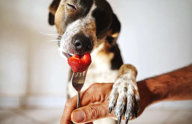 Cane mangia frutta