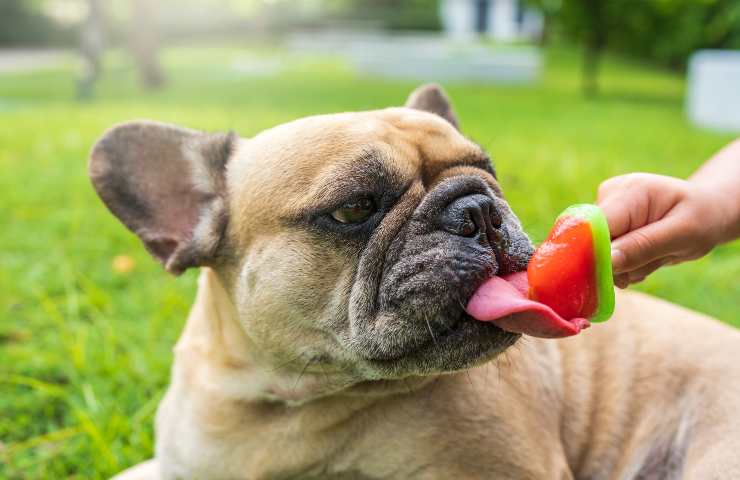 Cane mangia il ghiacciolo