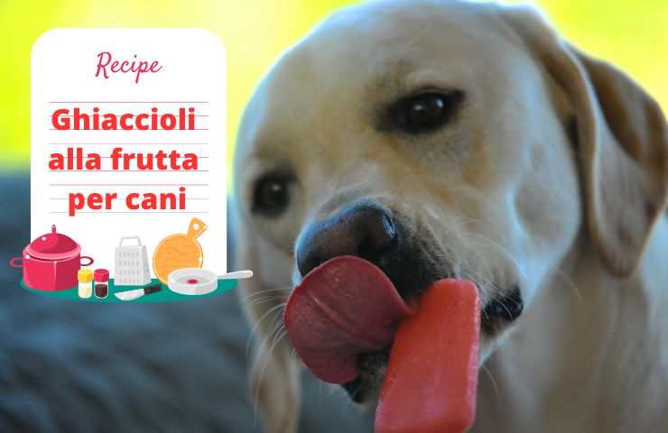 Cane mangia ghiacciolo