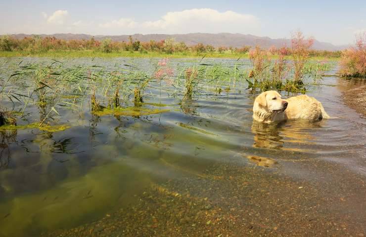 Cane nel lago pieno di alghe