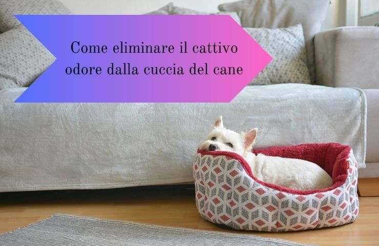 Cane nella cuccia 