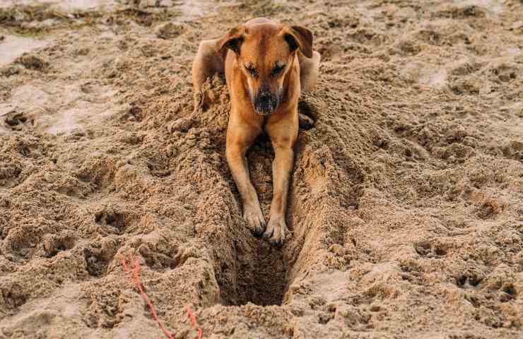 Cane scava buca in spiaggia