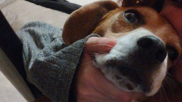 Cane scomparso beagle