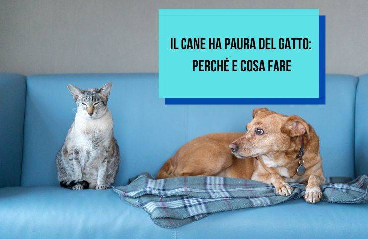 Cane spaventato dal gatto