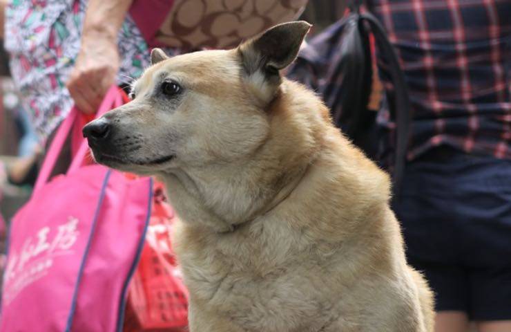 cane folla persone estate 