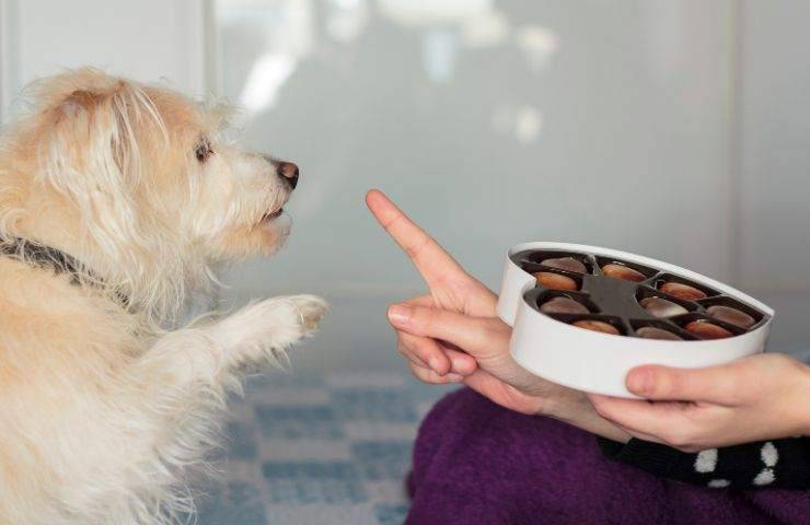 Cane vuole i dolci di cioccolato