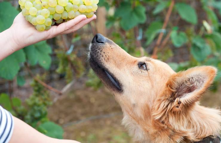 Cane vuole l'uva