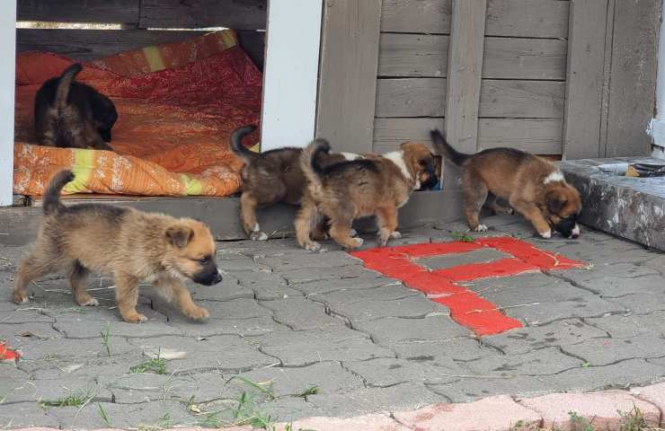 cuccioli cercano casa campania