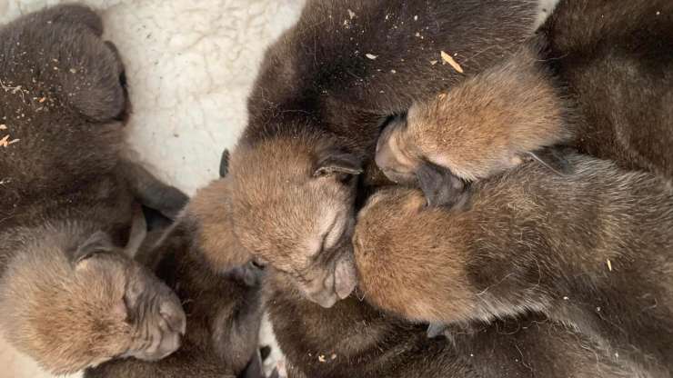 Cuccioli di coyote