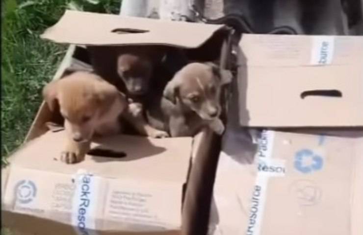 Cuccioli nello scatolone