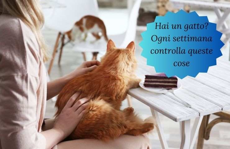 Donna controlla il suo gatto