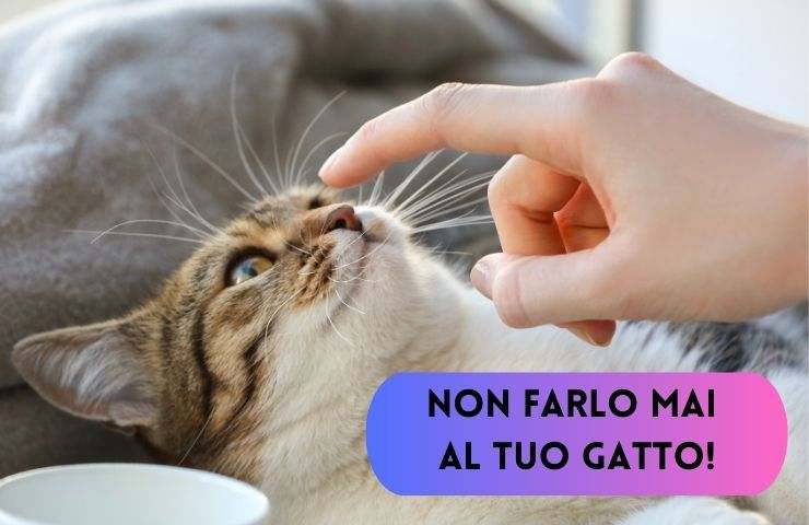 Non fare questa cosa a Micio