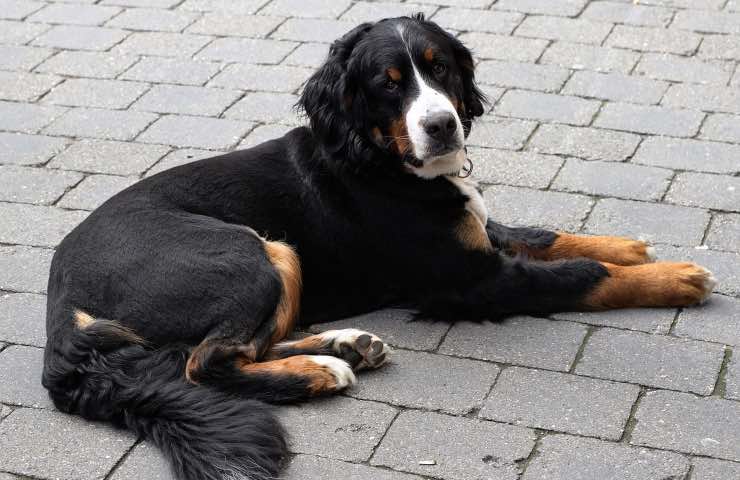 cane incentivo adozione Solarino