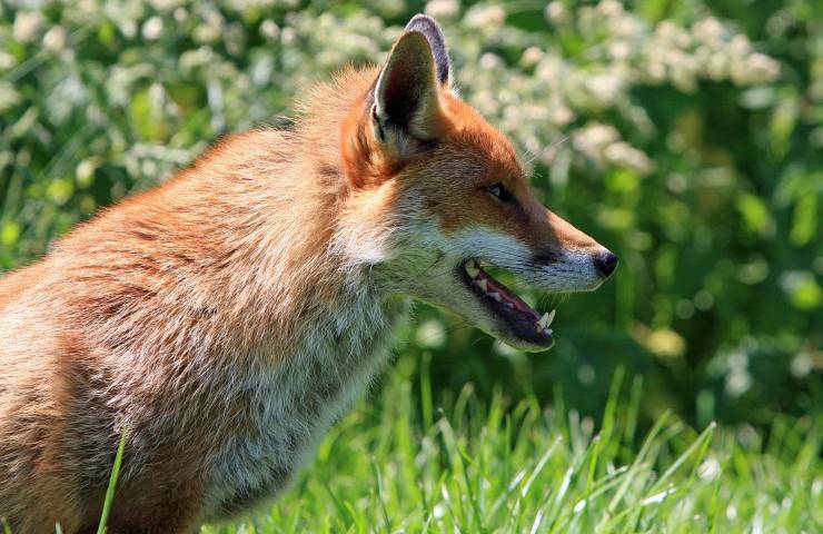 cucciolo spaventato intrappolato salvato