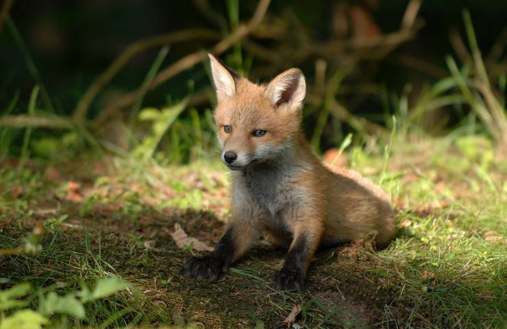 cucciolo spaventato volpe casa