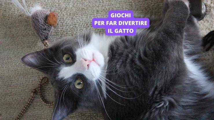 gatto che gioca 