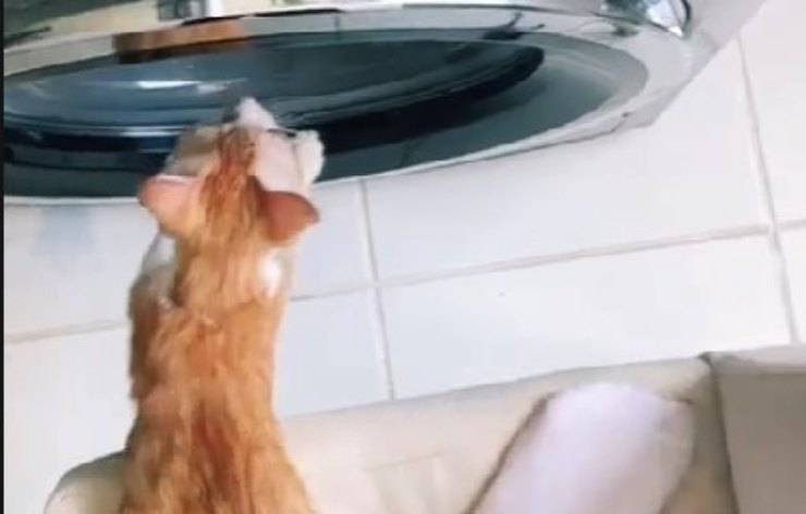 gatto lavatrice video