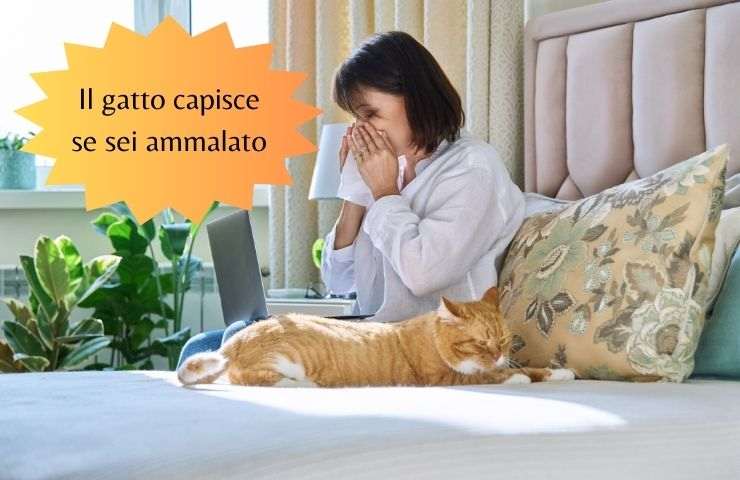 Gatto accanto alla donna ammalata