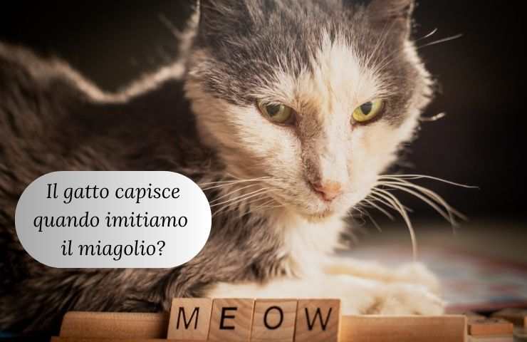 Gatto che guarda