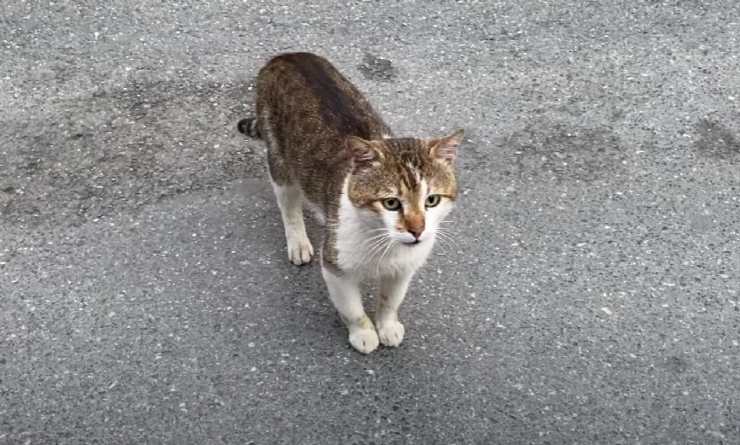 Gatto chiede aiuto