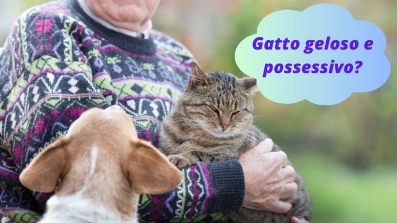 verso del gatto in amore
