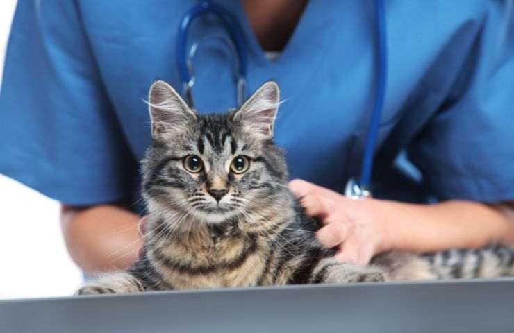 Gatto dal veterinario 