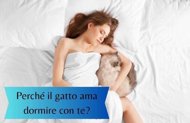 Gatto dorme con una donna