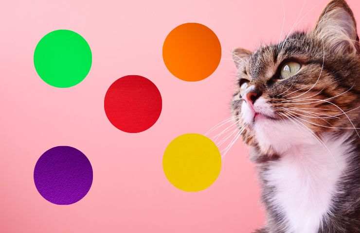 Gatto guarda i colori
