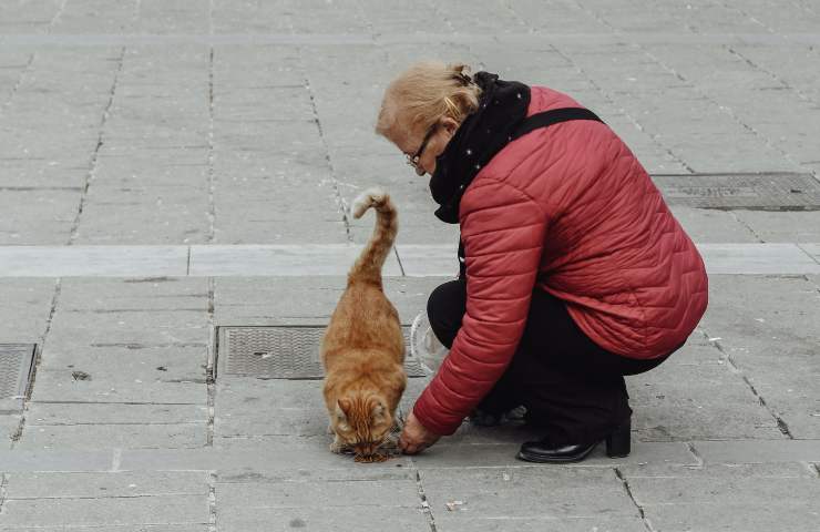 Gatto mangia da una sconosciuta