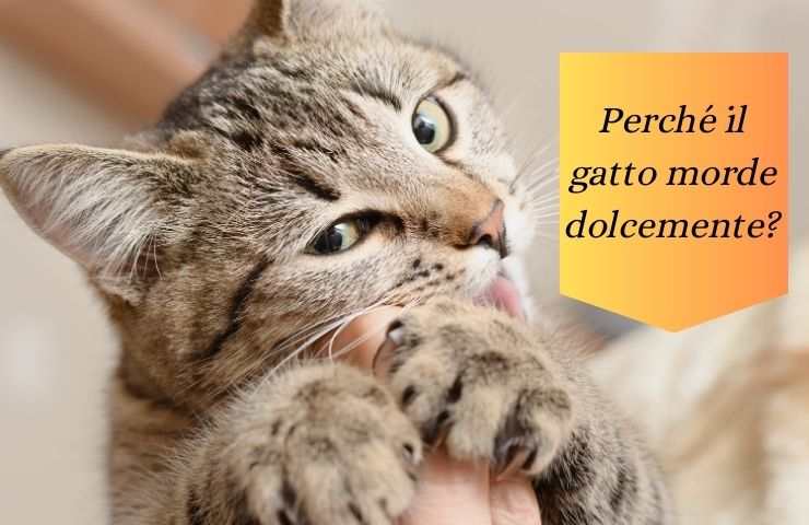 Gatto morde la mano con dolcezza