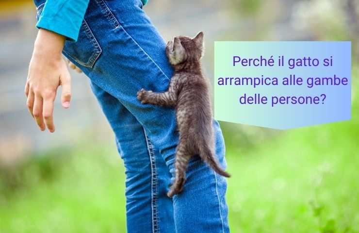 Gatto si arrampica sulle gambe 