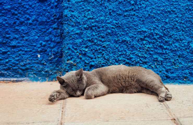 Gatto sul pavimento vicino al muro blu