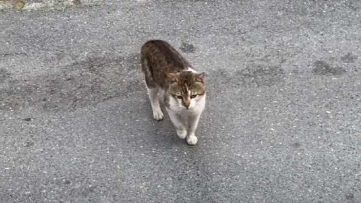 gatto zoppica