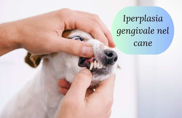 Problemi alle gengive del cane