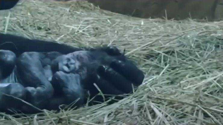 Gorilla neonato