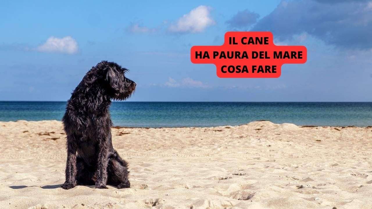 Il cane ha paura del mare: cucciolo o adulto, ecco cosa fare in questo caso