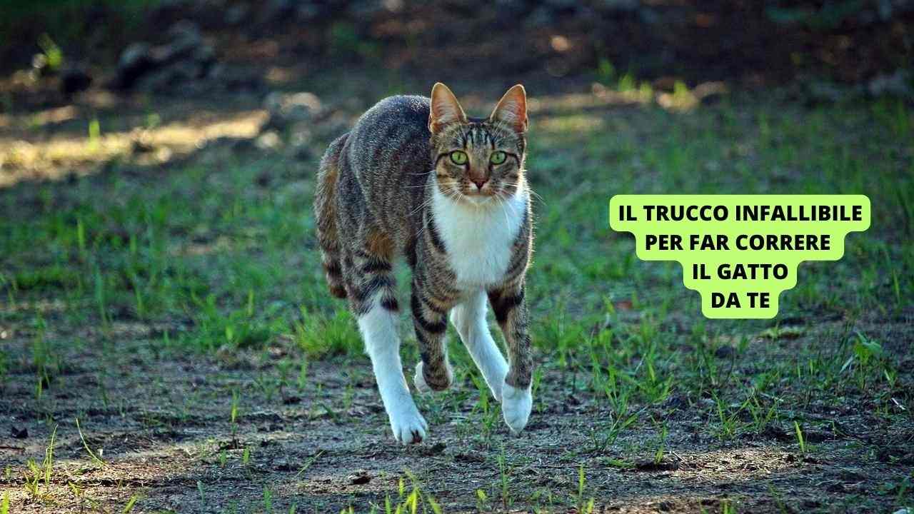 trucco da gatto per bambini