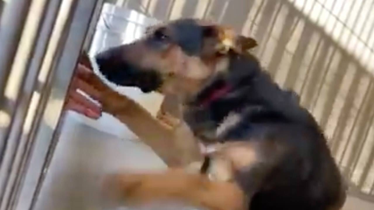 Abbandonato e rinchiuso in un box, cane tende le zampe verso chiunque