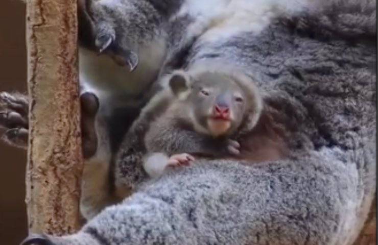 koala termine gestazione albero 