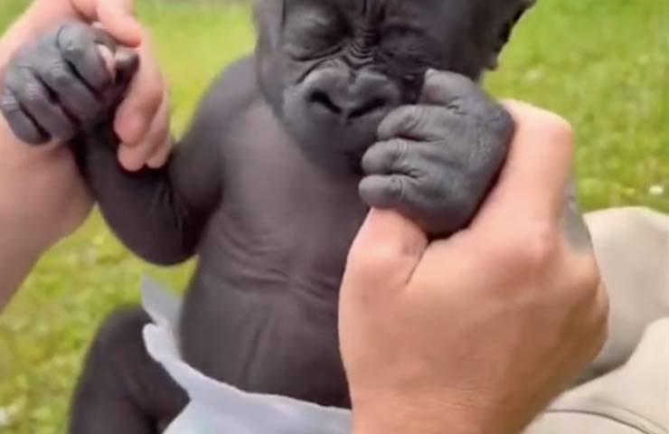 gorilla tenerezza tik tok 