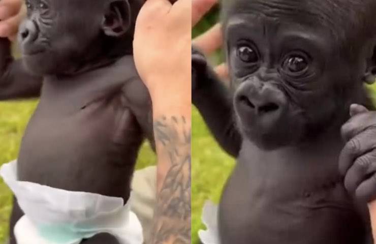 gorilla bebé sguardo dolce 