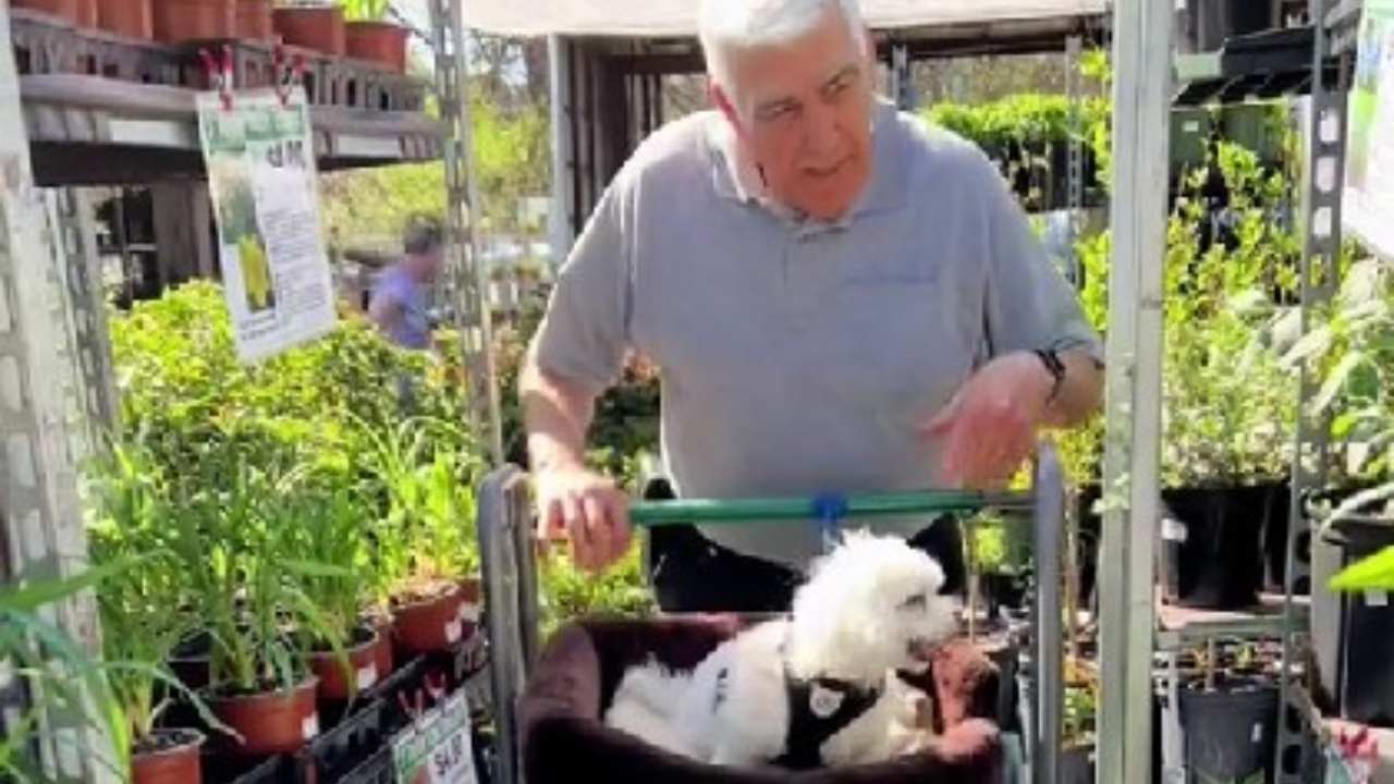 Uomo anziano salva un cane randagio: i due diventano inseparabili