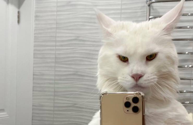 gatto gigante selfie specchio 
