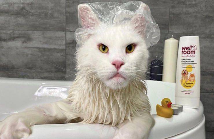 baño de gato famoso rusia 