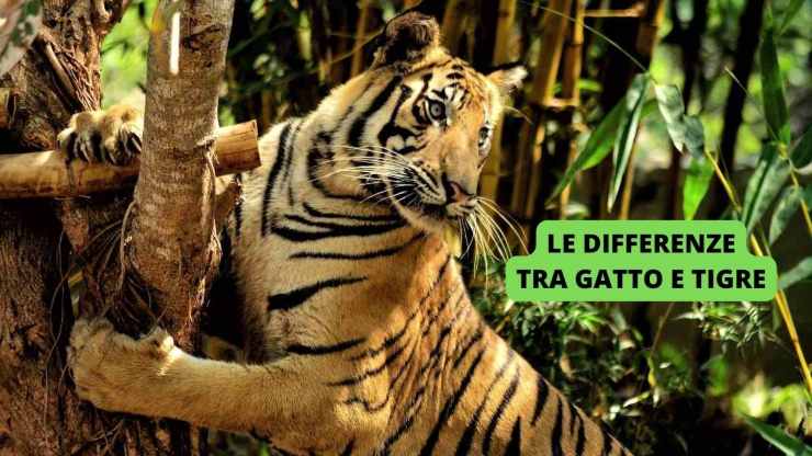 tigre 