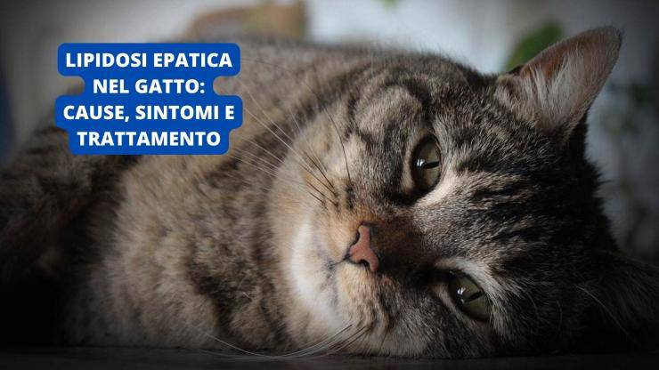 Gatto sornione 