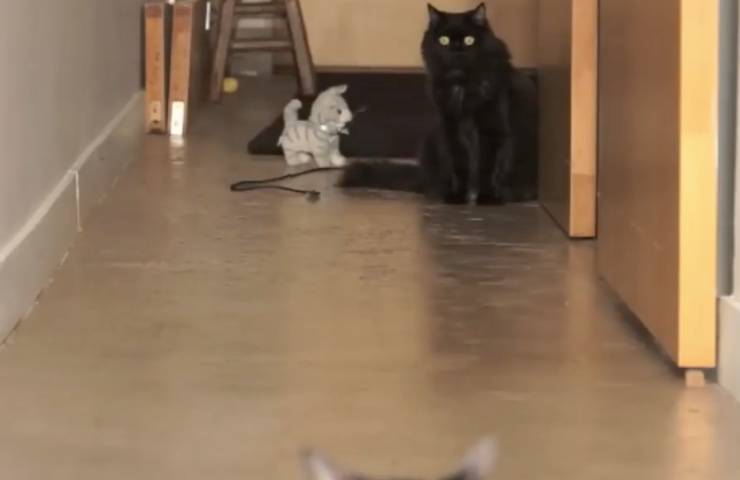 gatti kodi guarda shorty 