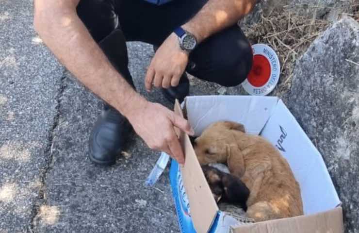 cuccioli Labrador retriever carabinieri 